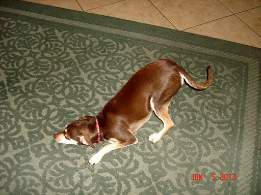 Rocky on the Carpet